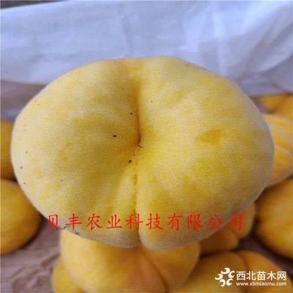 早熟桃樹(shù)苗