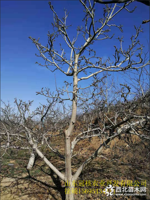 核桃樹整形