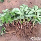 早熟天仙醉草莓苗基地 天仙醉草莓苗价格 抗病性强