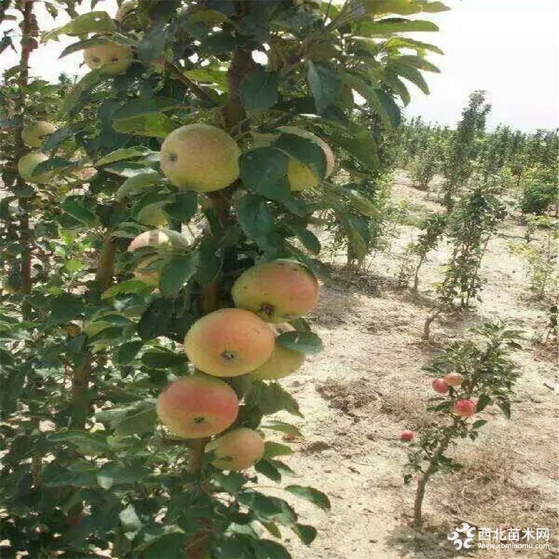 基地出售富士蘋果苗,紅肉蘋果苗,新品種蘋果苗,保證品種簽訂合同示例