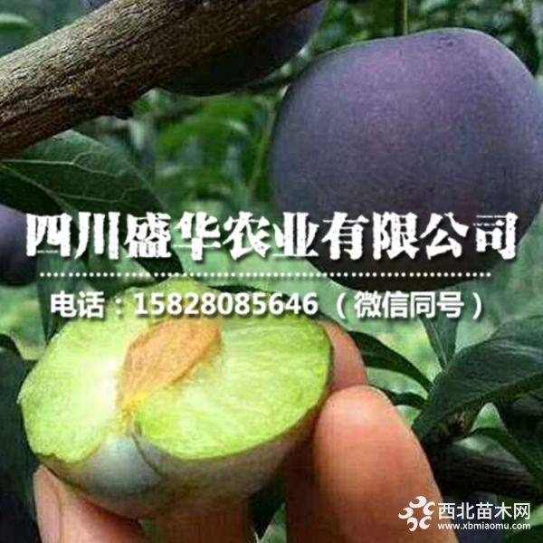 重庆凤凰李子苗