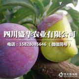 新品种凤凰李子苗介绍大全，广西凤凰李苗今年价格行情