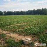 草莓苗价格 草莓苗品种 南方适合种植什么品种草莓苗