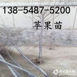 產(chǎn)地直銷5公分-6公分-7公分優(yōu)質蘋果苗基地直銷