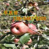 供應(yīng)矮化蘋果苗、紅將軍蘋果苗哪里有賣的