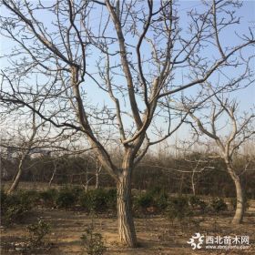 山东核桃苗 山东核桃苗 基地核桃苗批发出售