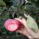 哪里有嫁接蘋果樹苗-煙富0號(hào)蘋果苗基地價(jià)格-3-5公分蘋果樹