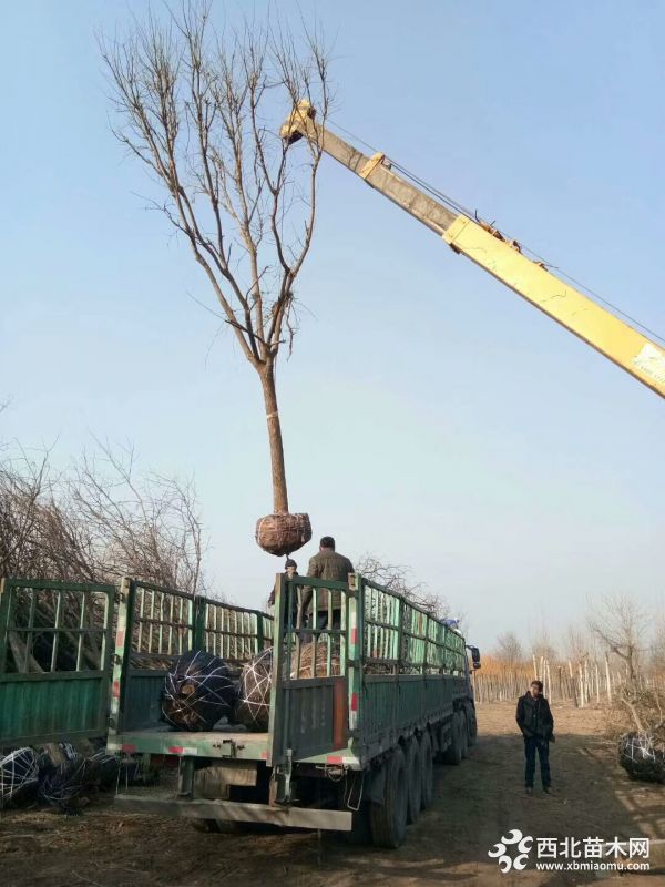 河北白蜡苗价格精品发冒国槐