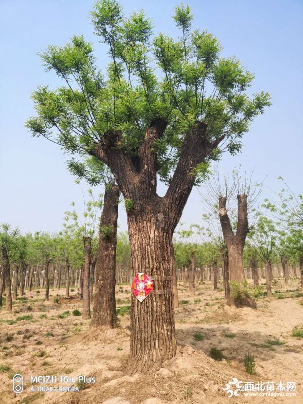 北京法桐树价格山东国槐基地