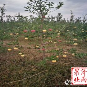 柱状苹果苗基地、纯正柱状苹果苗