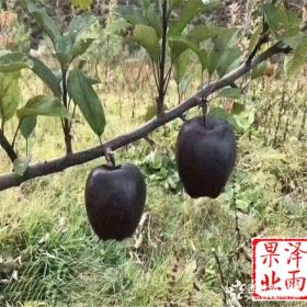 懒福苹果苗报价、便宜的懒福苹果苗