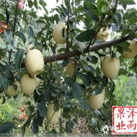 中秋王苹果苗价格、特优质中秋王苹果苗