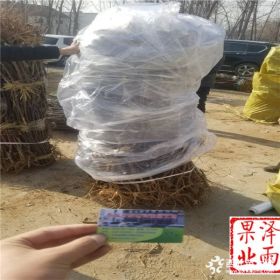 华硕苹果苗价格、品种保证华硕苹果苗