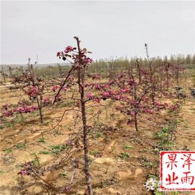 烟福10苹果树苗价格、优质烟福10苹果树苗