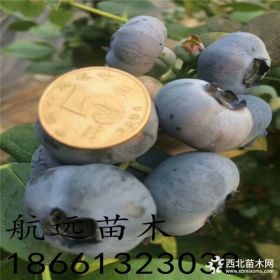 今年珠寶藍(lán)莓苗價(jià)格 珠寶藍(lán)莓苗生長(zhǎng)習(xí)性 藍(lán)莓苗種植技術(shù)