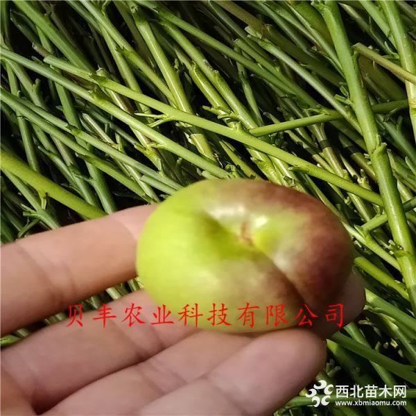 好品種桃樹苗