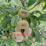 桃樹苗哪里有賣的、中蟠17號(hào)桃樹苗出售價(jià)格=哪里賣嫁接桃樹苗