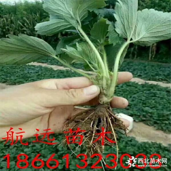 今年草莓苗價(jià)格