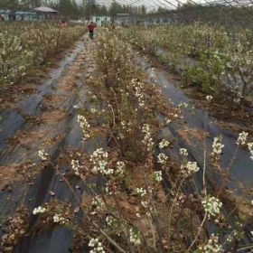 -今年蓝丰蓝莓-蓝莓苗的价格