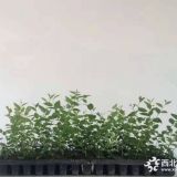 綠寶石藍莓苗綠寶石藍莓..