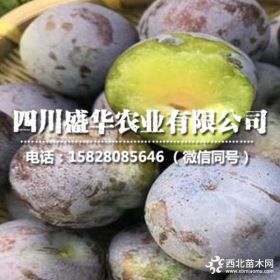 眉山五月脆李树苗哪里有卖，种植技术简单易学