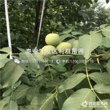 薄皮核桃苗、薄皮核桃苗價(jià)格、山東薄皮核桃苗