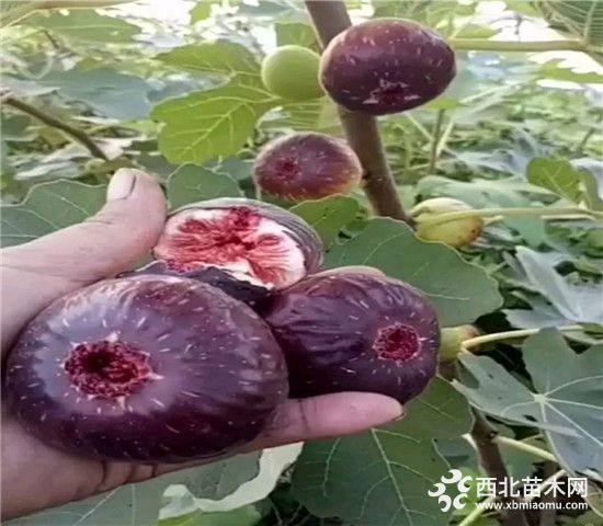 無(wú)花果樹苗