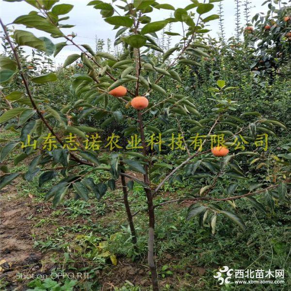 甜柿子树苗价格，甜柿子树苗基地