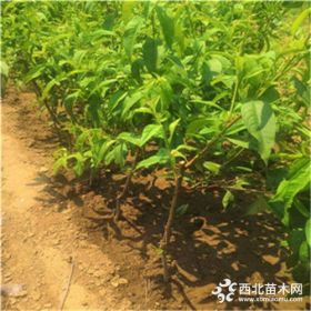 4公分水蜜桃树苗  5公分水蜜桃树苗批发