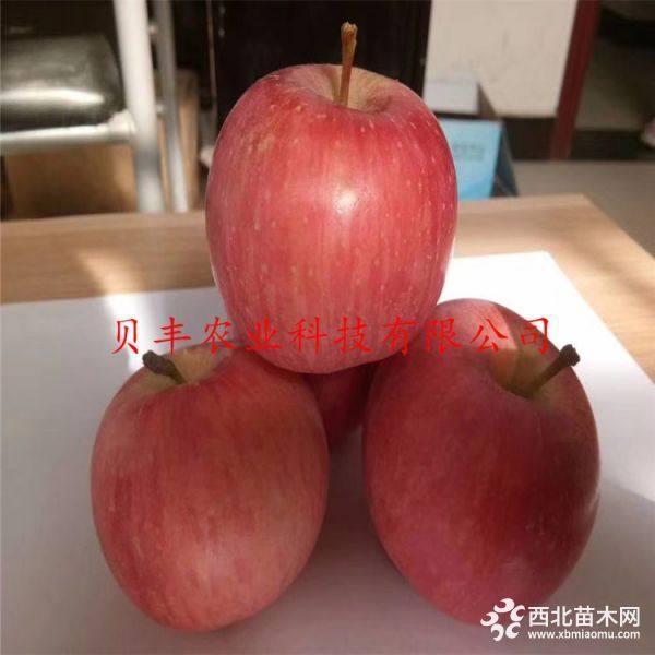 新品種蘋(píng)果樹(shù)苗