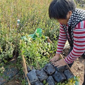 新品种蓝莓苗批发《蓝莓苗基地直销》蓝莓苗多少钱一棵