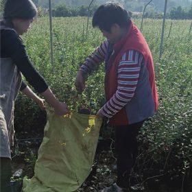 新品種藍莓苗基地《藍莓苗基地直銷》盆栽藍莓苗