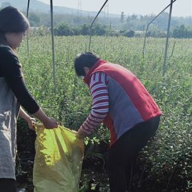 出售藍莓苗新品種《藍莓苗基地直銷》藍莓苗的價格