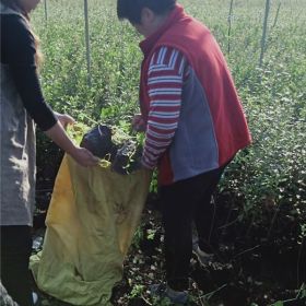 出售藍莓苗新品種《藍莓苗基地直銷》藍莓苗幾年結果