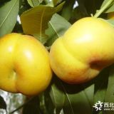 風(fēng)味皇后桃樹苗價(jià)格   山東風(fēng)味皇后桃樹苗