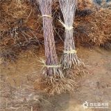 哪里有新品种苹果树苗、烟富8苹果树苗批发价格、2公分苹果树苗