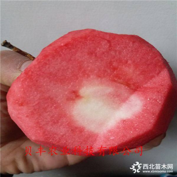 新品種蘋(píng)果樹(shù)苗