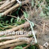 李子果樹苗多少錢一棵、李子果樹苗基地