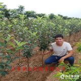 新品种苹果树苗哪里卖-鸡心果树苗基地价格-2公分苹果树苗