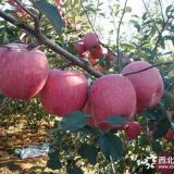 山東紅肉蘋(píng)果苗報(bào)價(jià)    紅肉蘋(píng)果苗價(jià)格