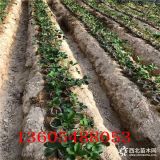 佐贺清香草莓苗价格、佐贺清香草莓苗哪里有