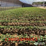 小白草莓苗基地、小白草莓苗價格 小白草莓苗批發(fā)