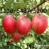 盆栽蘋(píng)果苗、盆栽紅肉蘋(píng)果苗、盆栽紅富士蘋(píng)果苗