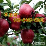 蘋(píng)果苗價(jià)格、5公分、6公分、7公分蘋(píng)果苗規(guī)格齊全