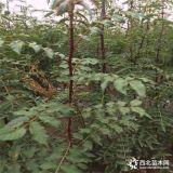 花椒苗价格多少钱一棵 花椒苗批发基地