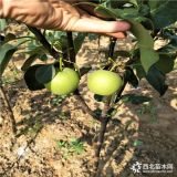 早熟梨樹苗，山東早酥紅梨，供應(yīng)玉露香梨樹苗