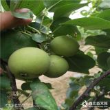 玉露香梨樹苗，早酥紅梨一棵多少錢，供應(yīng)玉露香梨樹苗