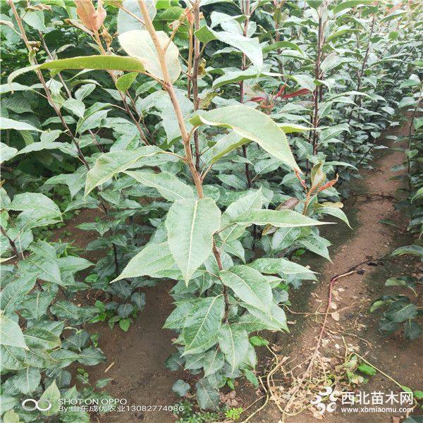 山東早酥紅梨