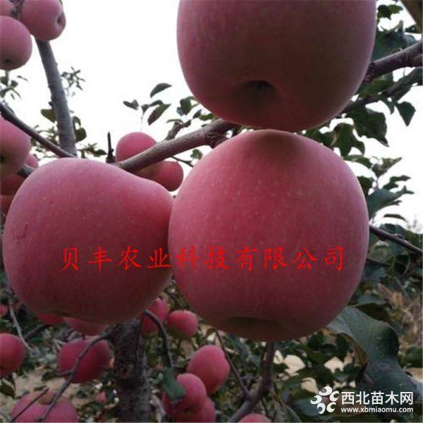 新品種蘋果樹(shù)苗