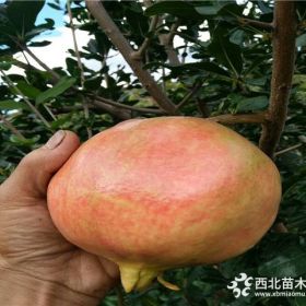 蒙阳红石榴苗价格、蒙阳红石榴苗基地